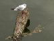 juillet 2006 bretagne(douarnenez) 003