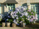 juillet 2006 bretagne(douarnenez) 044