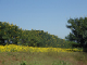 IMGP0118