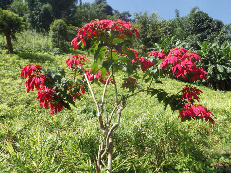 IMGP0276