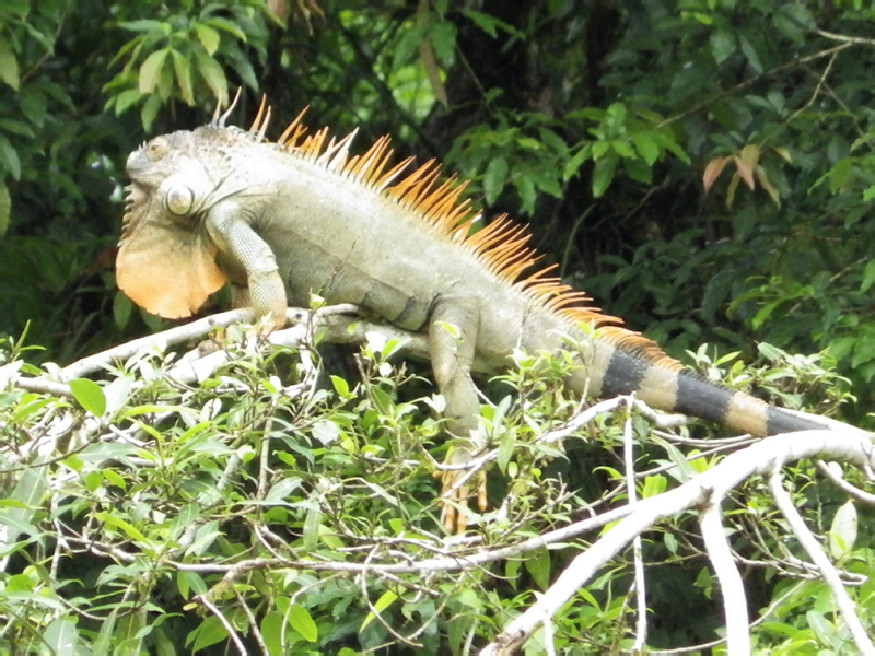 21_Iguane Rive Rio Sarapiqui