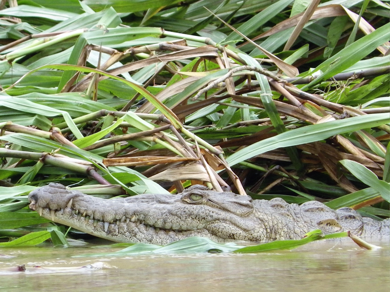38_1Crcodile Rive Rio Sarapiqui
