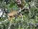 28_Iguane Rive Rio Sarapiqui