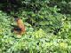 31_Singe