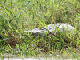 37_Crocodile Rive Rio Sarapiqui