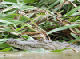 38_1Crcodile Rive Rio Sarapiqui