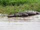 38_Crocodile Rive Rio Sarapiqui