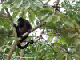 42_Singe Rive Rio Sarapiqui