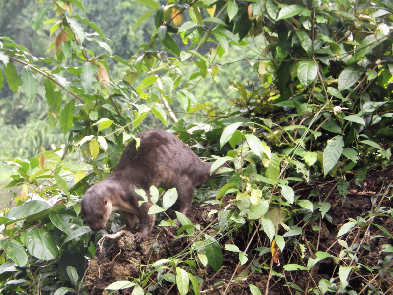 28_Loutre Canaux Esquinas