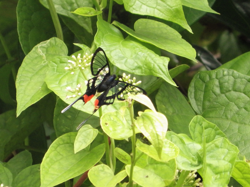 36_Papillon Canaux Esquinas