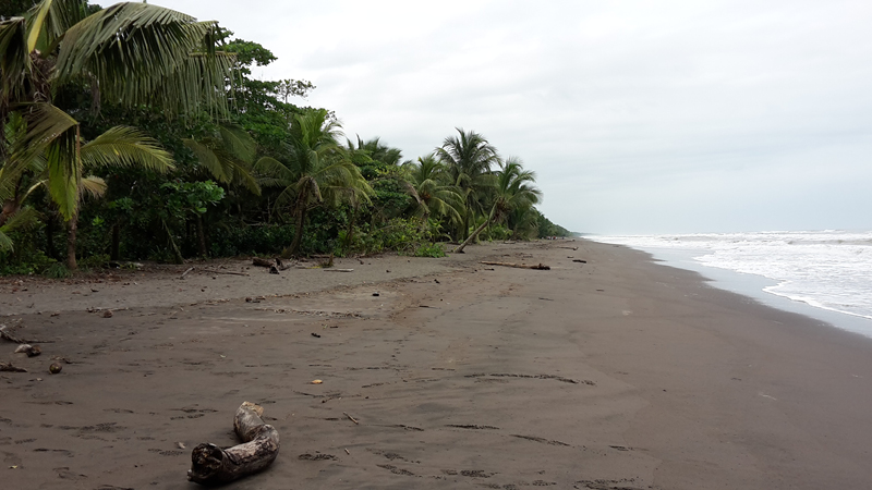 49_Plage Tortuguero
