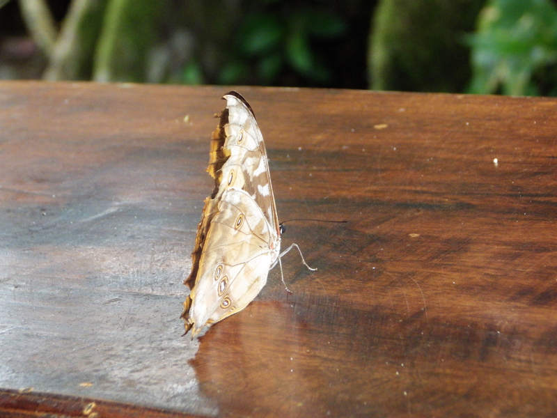 5_Papillon