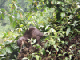 28_Loutre Canaux Esquinas