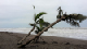 48_Plage Tortuguero