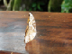 5_Papillon