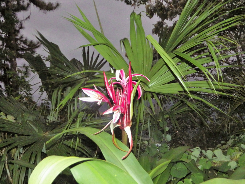 4_Fleur Hotel Paraiso