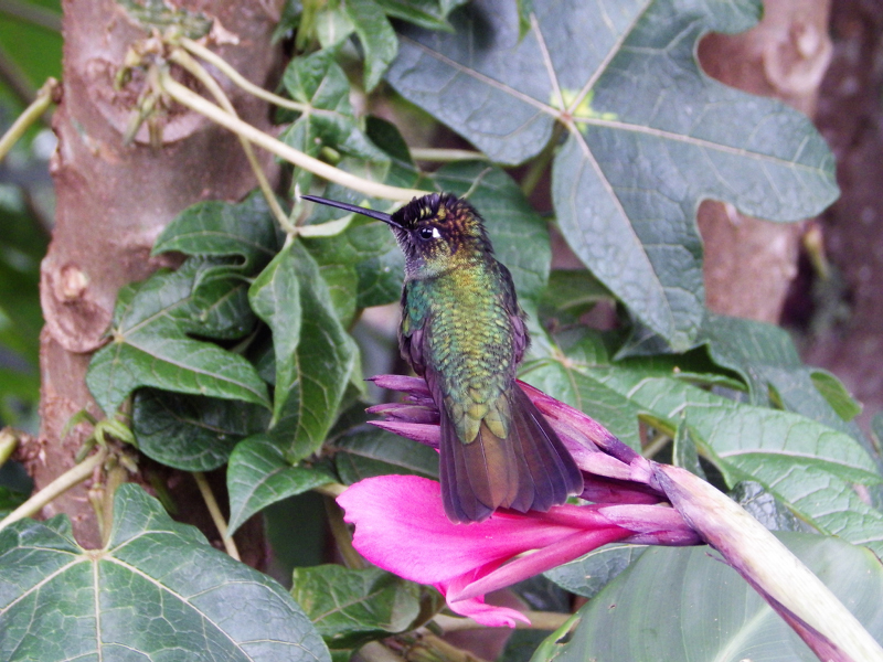 16_Colibri 1