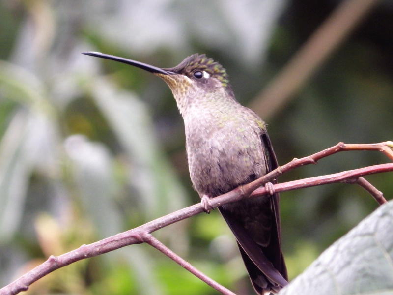 19_Colibri