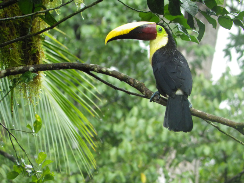 3_Toucan