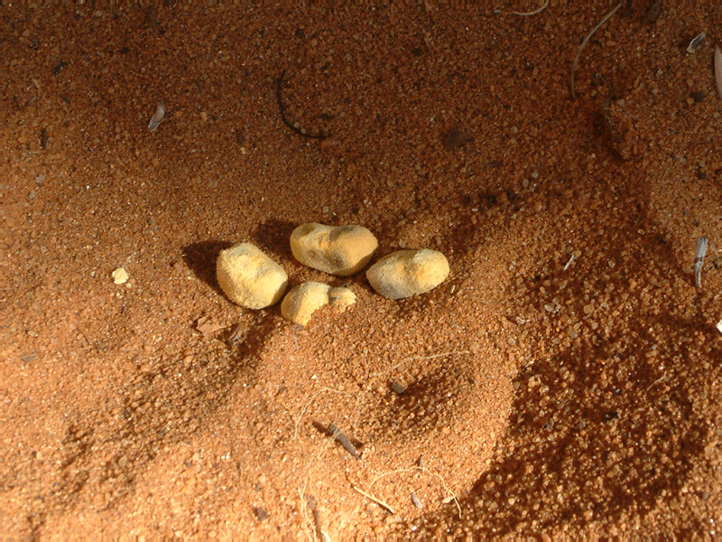 jour_11_21_ graines de baobabs