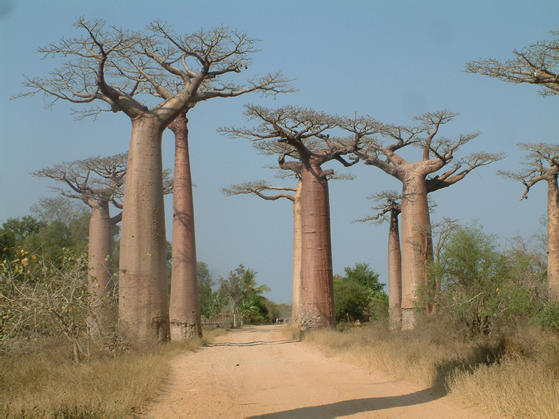 Jour_3_21_Piste_Baobab