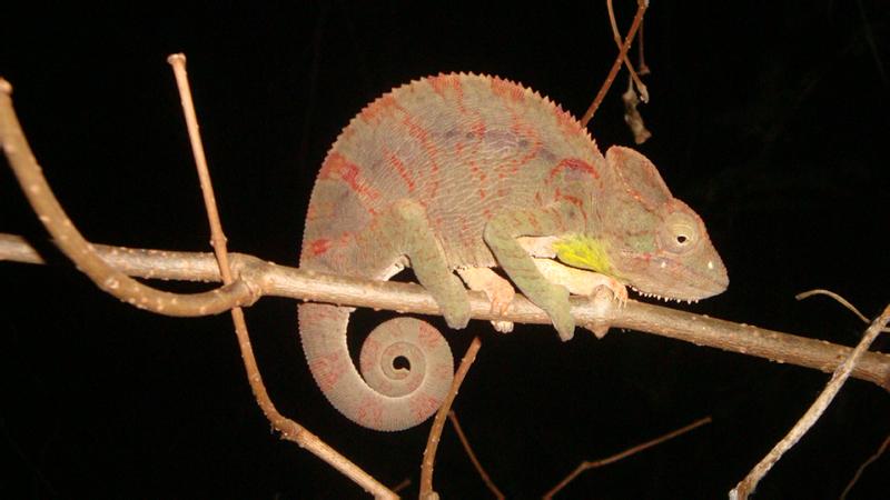 Jour_4_45_cameleon_