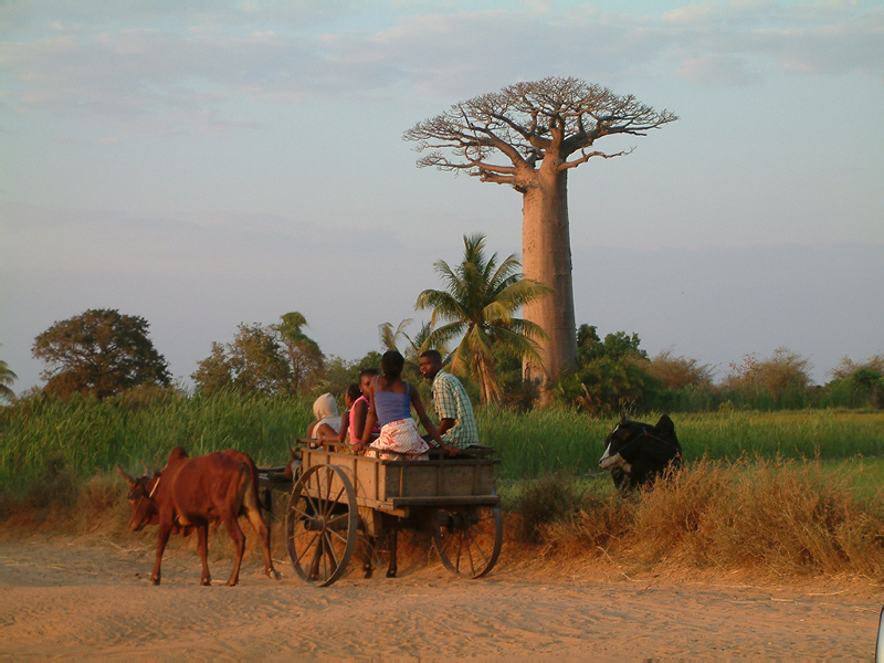 jour_5_42_baobabs zebu