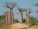 Jour_3_21_Piste_Baobab
