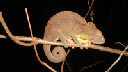 Jour_4_45_cameleon_