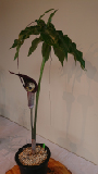 2018-04-22 15-01-46 - DSC_0250