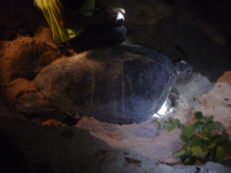 2012-10-18 20-10-56 - P1010153