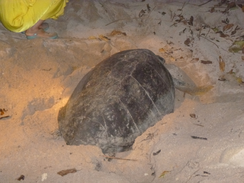 2012-10-18 20-14-07 - P1010158