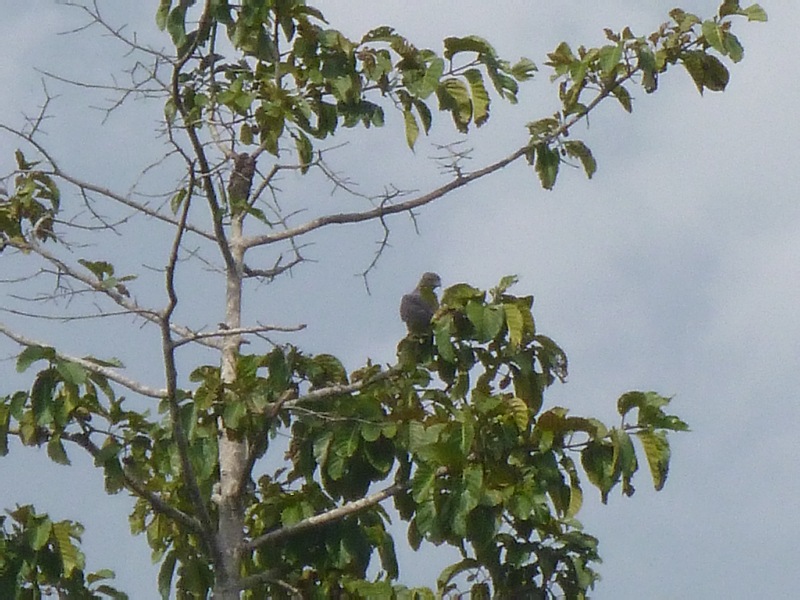 2012-10-19 15-09-35 - P1010326