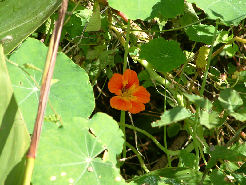 2-Cilaos