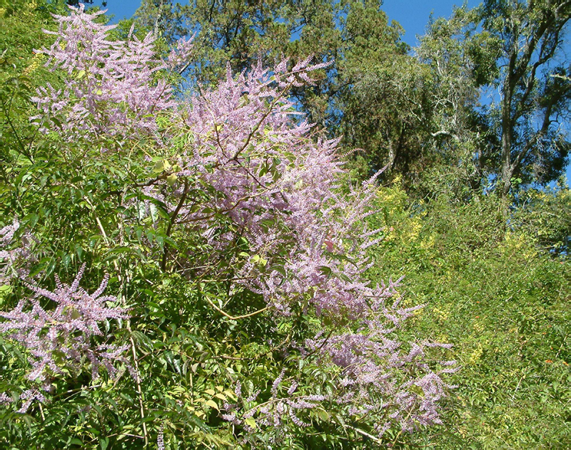 3-Cilaos