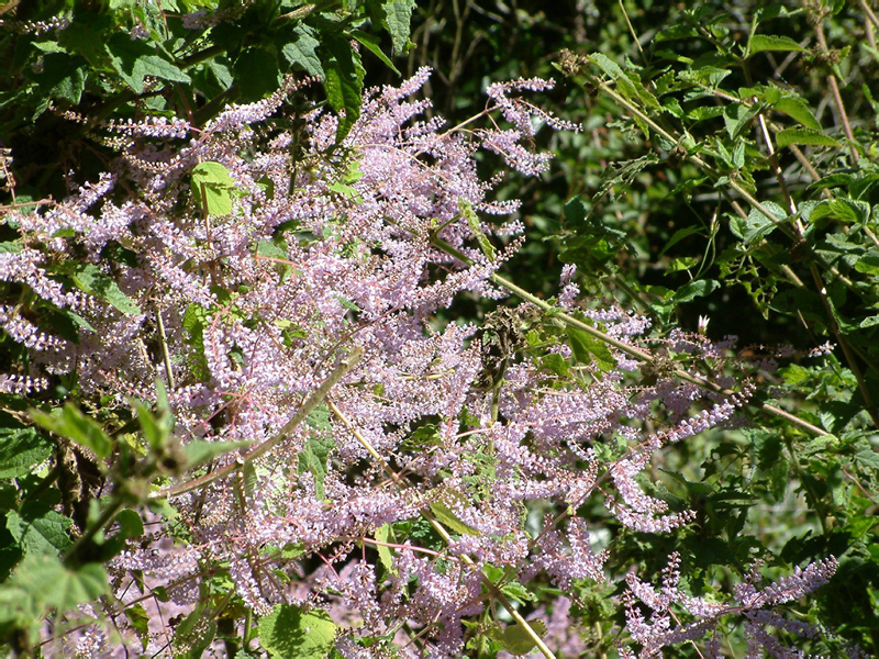 4-Cilaos