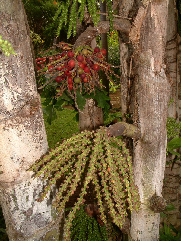 52_Jardin Eden