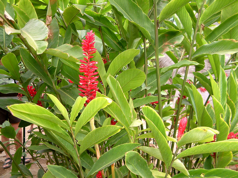 53_Jardin Eden