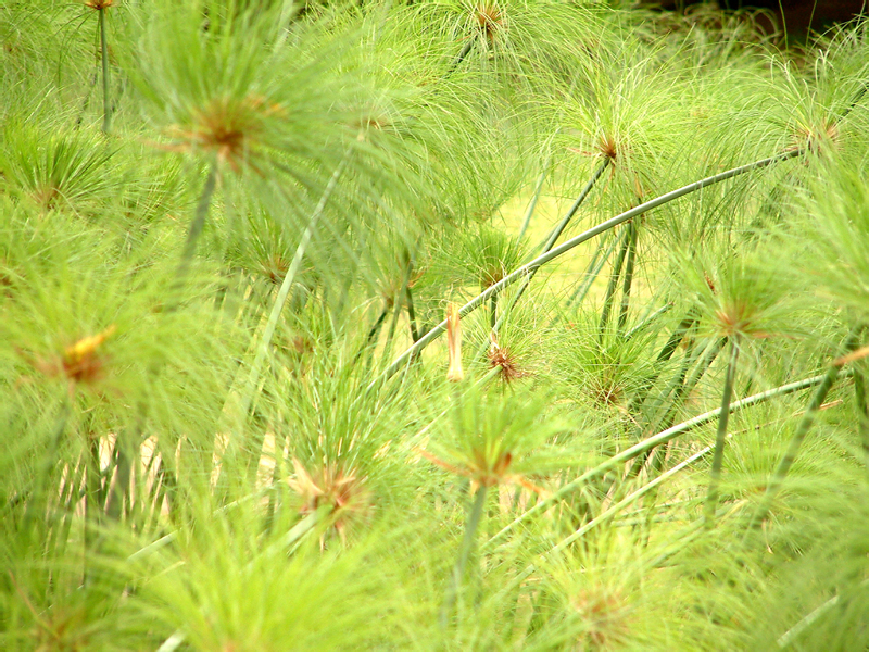 62a_Jardin Eden