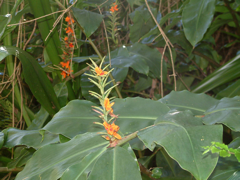 8-Cilaos