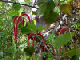 48_Jardin Eden