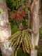 52_Jardin Eden