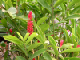 53_Jardin Eden