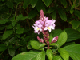 55_Jardin Eden