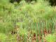 61_Jardin Eden