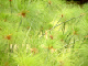 62a_Jardin Eden