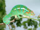 cameleon -1