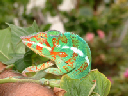 cameleon-2