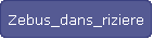 Zebus_dans_riziere