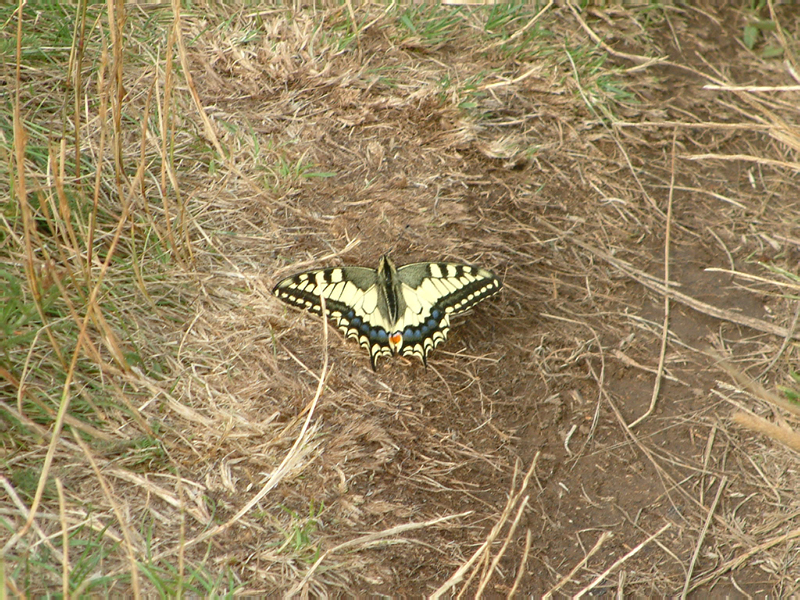 DSCF0080